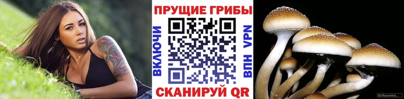 купить закладку  Грозный  даркнет как зайти  Псилоцибиновые грибы мухоморы 